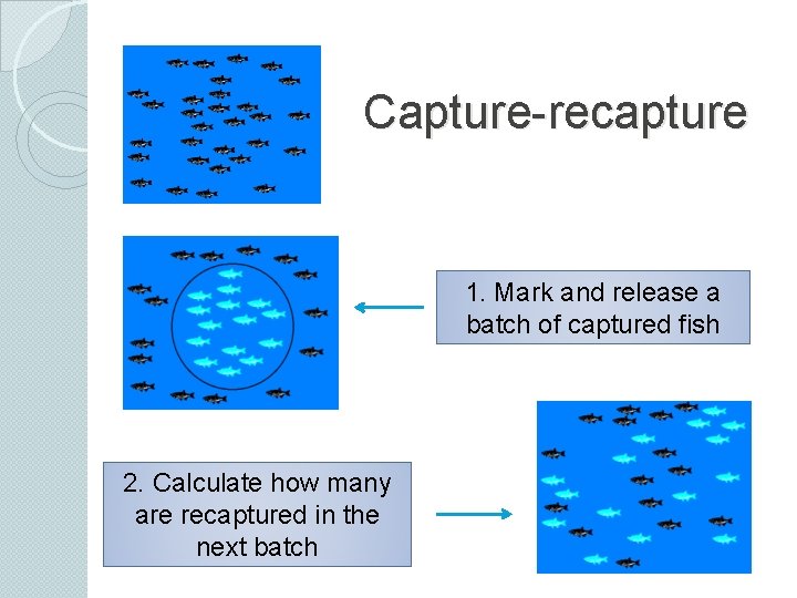 Capture-recapture 1. Mark and release a batch of captured fish 2. Calculate how many Capture-recapture 1. Mark and release a batch of captured fish 2. Calculate how many