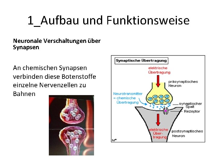 1_Aufbau und Funktionsweise Neuronale Verschaltungen über Synapsen ) An chemischen Synapsen verbinden diese Botenstoffe