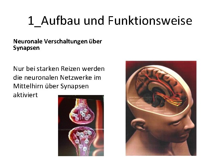 1_Aufbau und Funktionsweise Neuronale Verschaltungen über Synapsen Nur bei starken Reizen werden die neuronalen