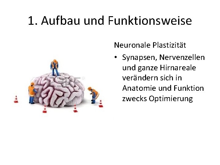 1. Aufbau und Funktionsweise Neuronale Plastizität • Synapsen, Nervenzellen und ganze Hirnareale verändern sich