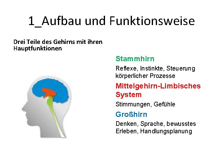 1_Aufbau und Funktionsweise Drei Teile des Gehirns mit ihren Hauptfunktionen Stammhirn Reflexe, Instinkte, Steuerung