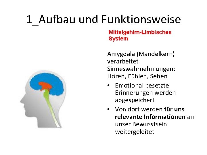 1_Aufbau und Funktionsweise Mittelgehirn-Limbisches System Amygdala (Mandelkern) verarbeitet Sinneswahrnehmungen: Hören, Fühlen, Sehen • Emotional