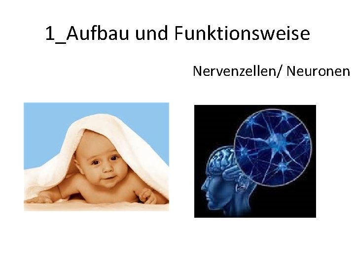 1_Aufbau und Funktionsweise Nervenzellen/ Neuronen 