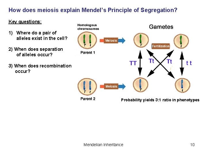 How does meiosis explain Mendel’s Principle of Segregation? Key questions: 1) Where do a