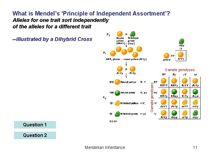 What is Mendel’s ‘Principle of Independent Assortment’? Alleles for one trait sort independently of