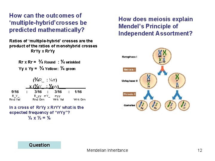 How can the outcomes of ‘multiple-hybrid’crosses be predicted mathematically? How does meiosis explain Mendel’s