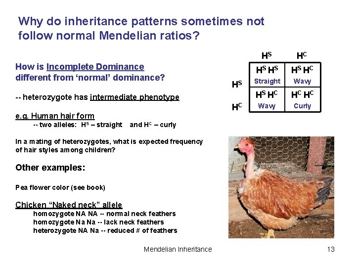 Why do inheritance patterns sometimes not follow normal Mendelian ratios? How is Incomplete Dominance