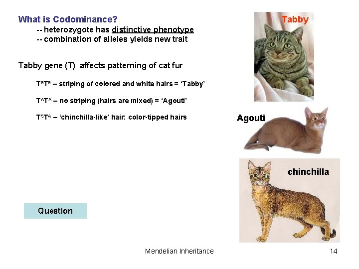 What is Codominance? Tabby -- heterozygote has distinctive phenotype -- combination of alleles yields