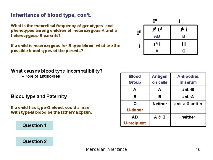 Inheritance of blood type, con’t. What is theoretical frequency of genotypes and phenotypes among