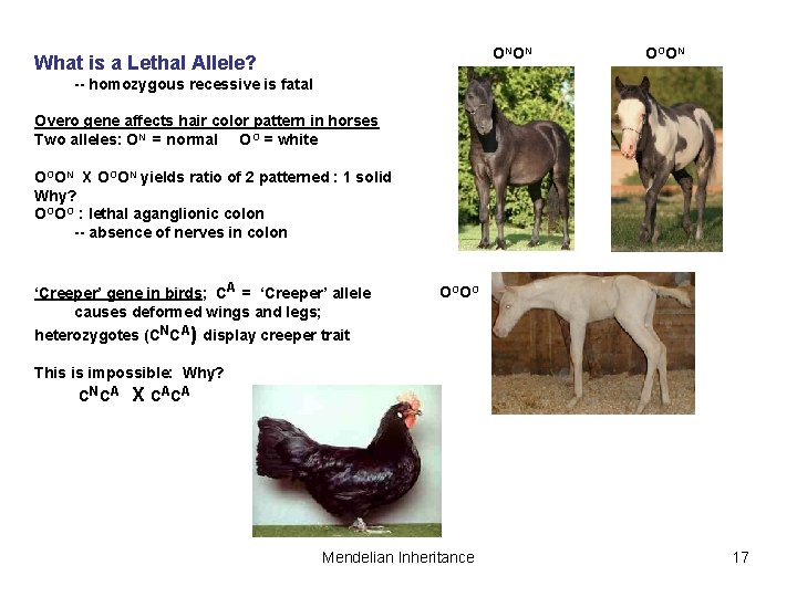 ONON What is a Lethal Allele? OOON -- homozygous recessive is fatal Overo gene