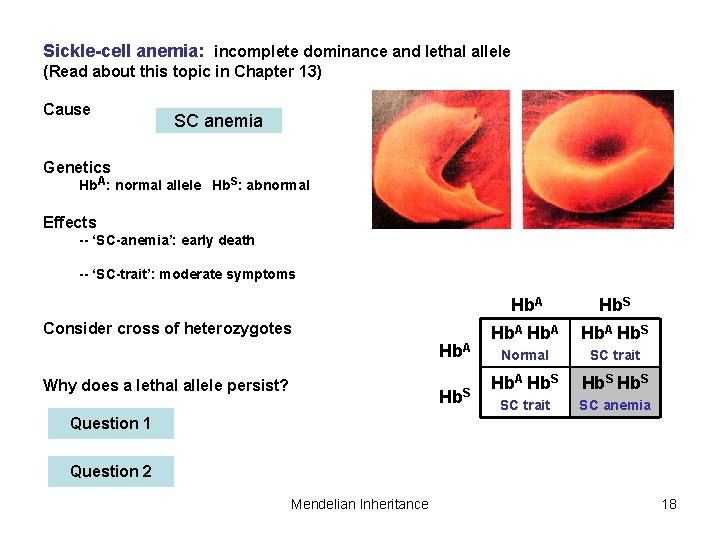 Sickle-cell anemia: incomplete dominance and lethal allele (Read about this topic in Chapter 13)