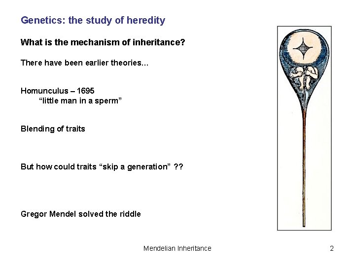 Genetics: the study of heredity What is the mechanism of inheritance? There have been