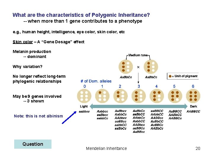 What are the characteristics of Polygenic Inheritance? -- when more than 1 gene contributes