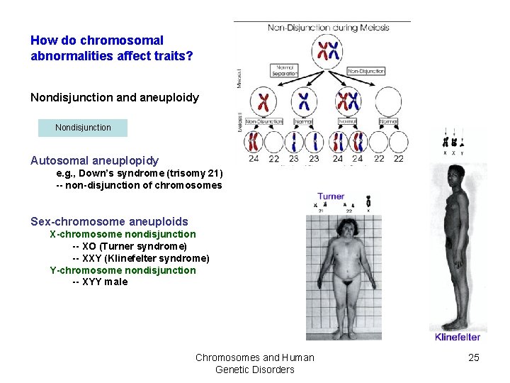 How do chromosomal abnormalities affect traits? Nondisjunction and aneuploidy Nondisjunction Autosomal aneuplopidy e. g.
