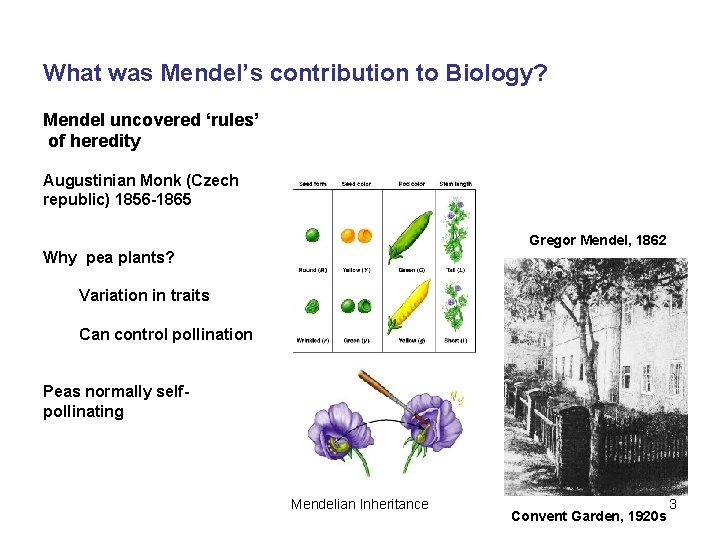 What was Mendel’s contribution to Biology? Mendel uncovered ‘rules’ of heredity Augustinian Monk (Czech
