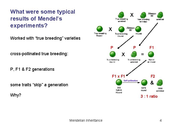 What were some typical results of Mendel’s experiments? Worked with “true breeding” varieties P