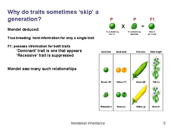 Why do traits sometimes ‘skip’ a generation? P P F 1 Mendel deduced: True