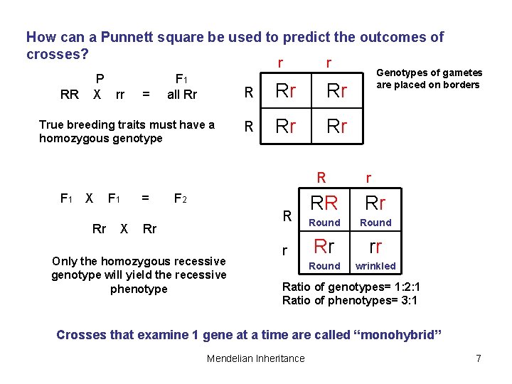 How can a Punnett square be used to predict the outcomes of crosses? r