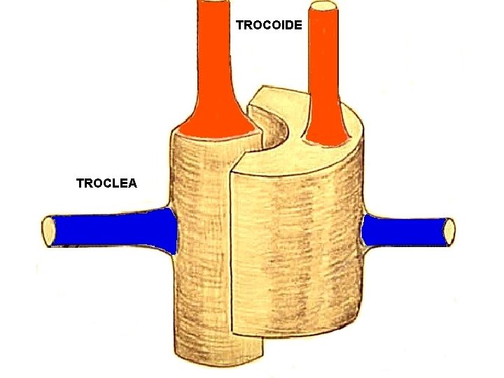 TROCOIDE TROCLEA 