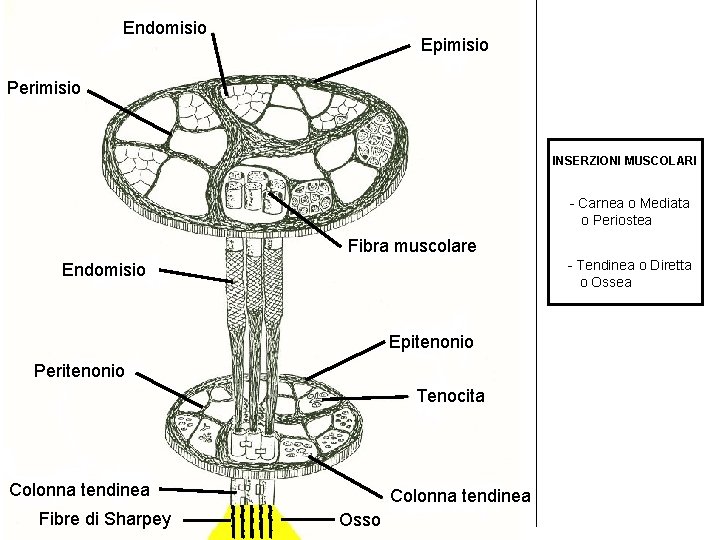 Endomisio Epimisio Perimisio INSERZIONI MUSCOLARI - Carnea o Mediata o Periostea Fibra muscolare -