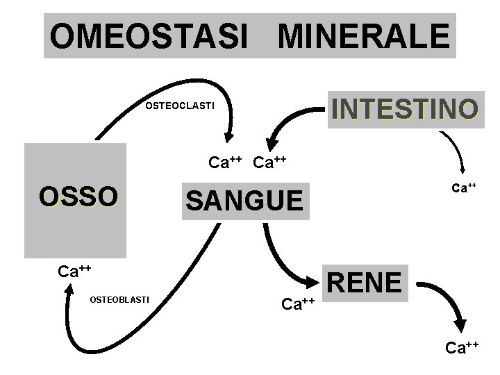 OMEOSTASI MINERALE INTESTINO OSTEOCLASTI Ca++ OSSO SANGUE Ca++ OSTEOBLASTI Ca++ RENE Ca++ 