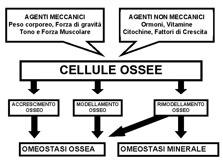 AGENTI MECCANICI Peso corporeo, Forza di gravità Tono e Forza Muscolare AGENTI NON MECCANICI