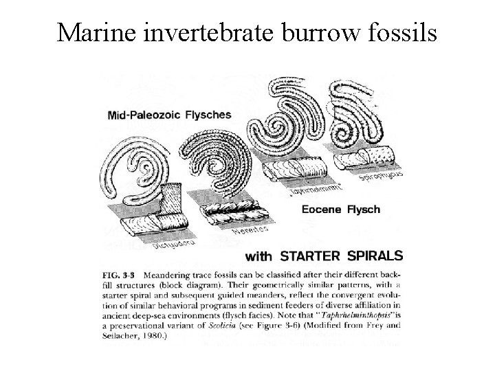 Marine invertebrate burrow fossils 