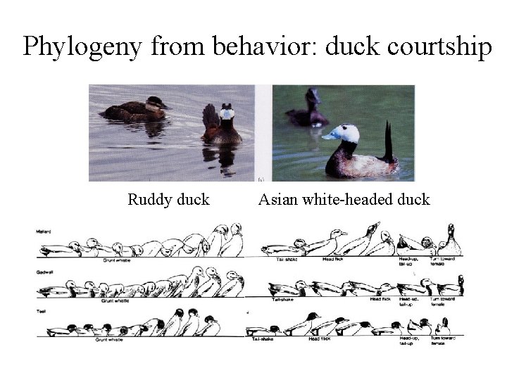 Phylogeny from behavior: duck courtship Ruddy duck Asian white-headed duck 