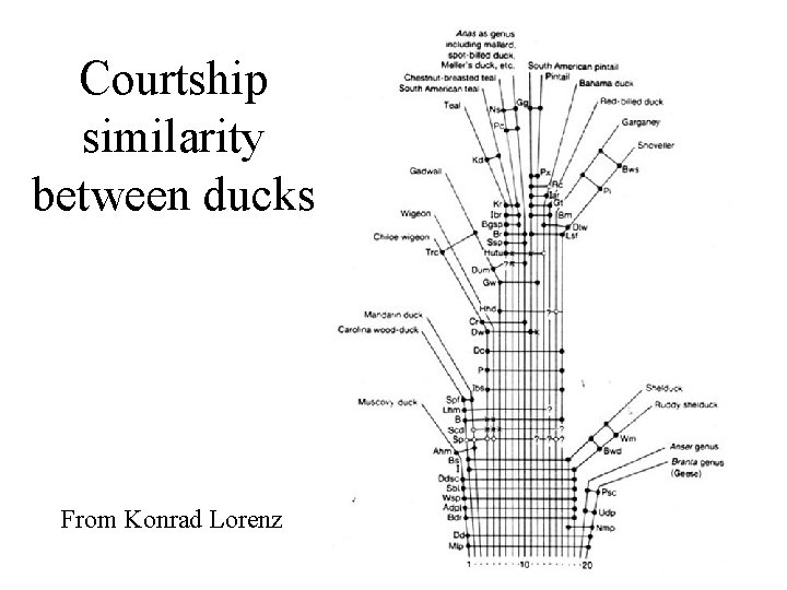 Courtship similarity between ducks From Konrad Lorenz 