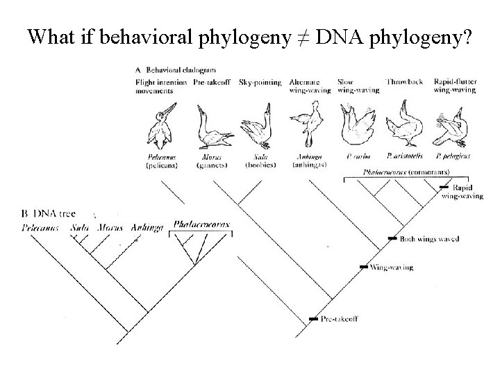 What if behavioral phylogeny ≠ DNA phylogeny? 