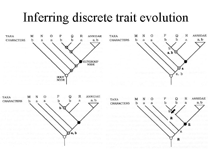 Inferring discrete trait evolution a a 