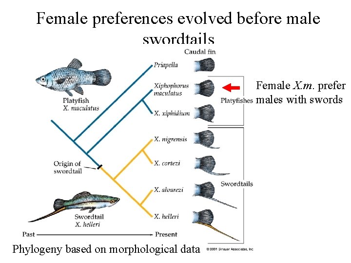 Female preferences evolved before male swordtails Female X. m. prefer males with swords Phylogeny