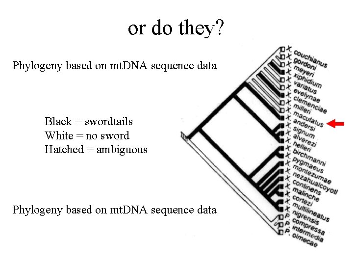 or do they? Phylogeny based on mt. DNA sequence data Black = swordtails White