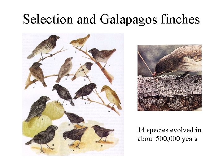 Selection and Galapagos finches 14 species evolved in about 500, 000 years 