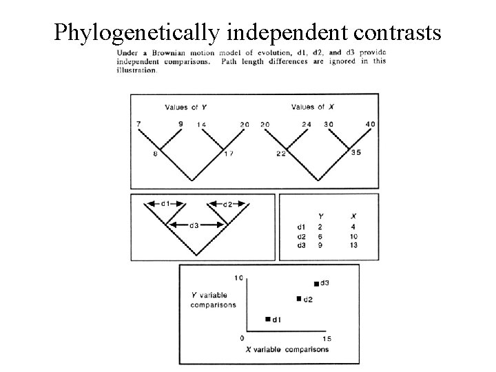 Phylogenetically independent contrasts 