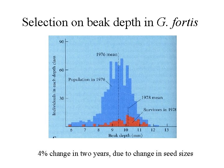 Selection on beak depth in G. fortis 4% change in two years, due to