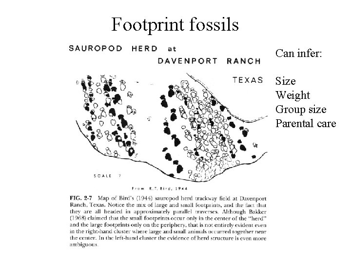 Footprint fossils Can infer: Size Weight Group size Parental care 