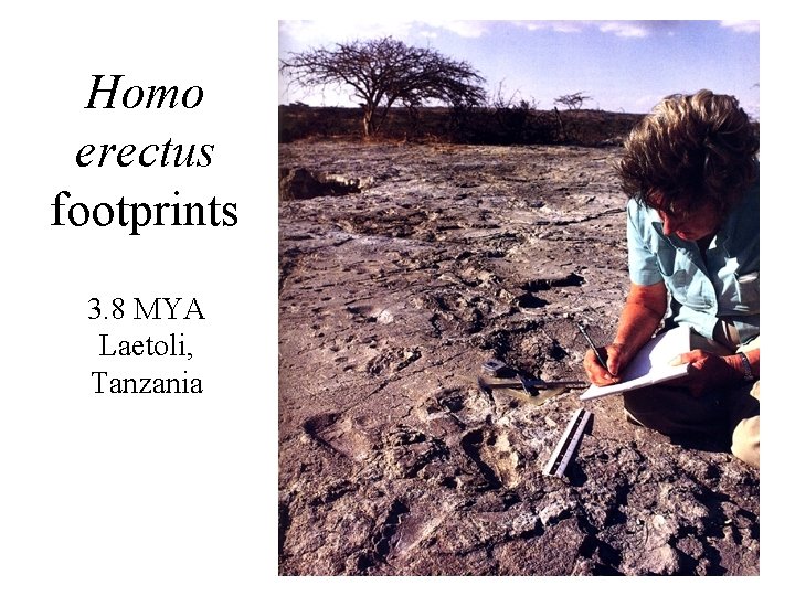 Homo erectus footprints 3. 8 MYA Laetoli, Tanzania 