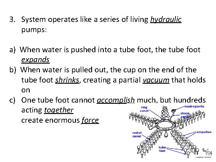 3. System operates like a series of living hydraulic pumps: a) When water is 3. System operates like a series of living hydraulic pumps: a) When water is