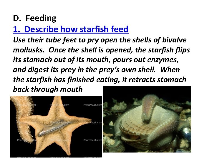 D. Feeding 1. Describe how starfish feed Use their tube feet to pry open D. Feeding 1. Describe how starfish feed Use their tube feet to pry open
