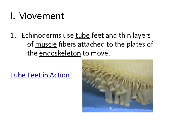 I. Movement 1. Echinoderms use tube feet and thin layers of muscle fibers attached I. Movement 1. Echinoderms use tube feet and thin layers of muscle fibers attached