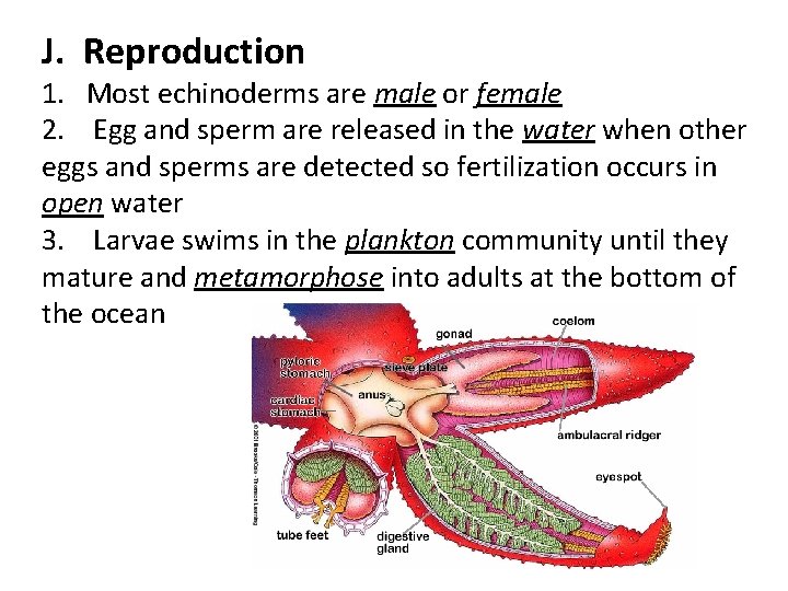 J. Reproduction 1. Most echinoderms are male or female 2. Egg and sperm are J. Reproduction 1. Most echinoderms are male or female 2. Egg and sperm are