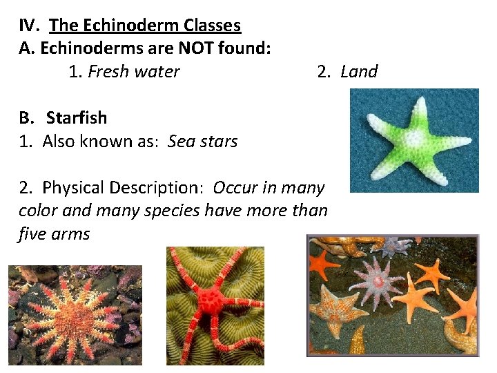 IV. The Echinoderm Classes A. Echinoderms are NOT found: 1. Fresh water 2. Land IV. The Echinoderm Classes A. Echinoderms are NOT found: 1. Fresh water 2. Land