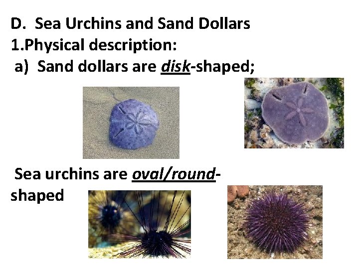 D. Sea Urchins and Sand Dollars 1. Physical description: a) Sand dollars are disk-shaped; D. Sea Urchins and Sand Dollars 1. Physical description: a) Sand dollars are disk-shaped;