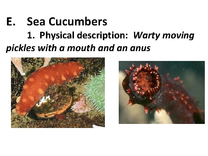 E. Sea Cucumbers 1. Physical description: Warty moving pickles with a mouth and an E. Sea Cucumbers 1. Physical description: Warty moving pickles with a mouth and an