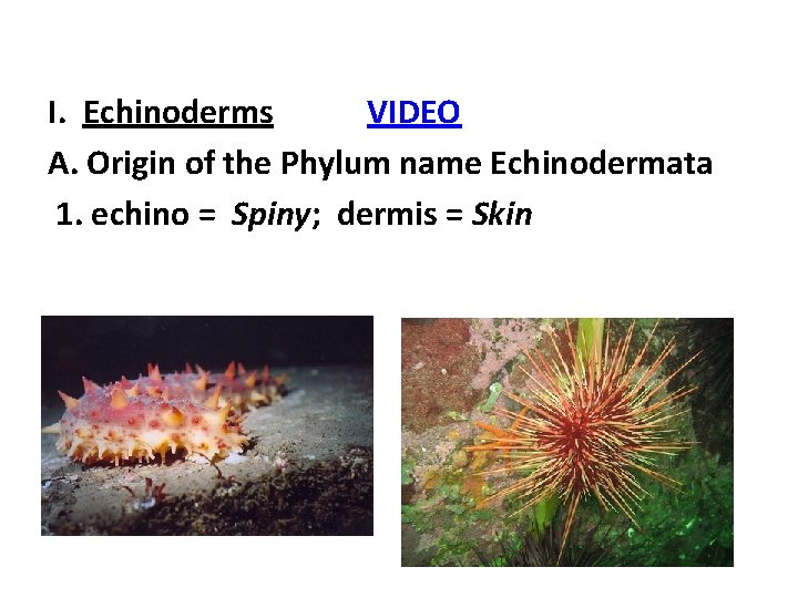 I. Echinoderms VIDEO A. Origin of the Phylum name Echinodermata 1. echino = Spiny; I. Echinoderms VIDEO A. Origin of the Phylum name Echinodermata 1. echino = Spiny;
