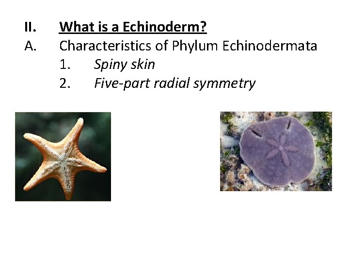 II. A. What is a Echinoderm? Characteristics of Phylum Echinodermata 1. Spiny skin 2. II. A. What is a Echinoderm? Characteristics of Phylum Echinodermata 1. Spiny skin 2.