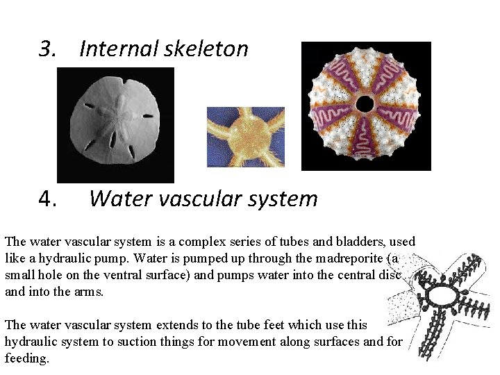 3. Internal skeleton 4. Water vascular system The water vascular system is a complex 3. Internal skeleton 4. Water vascular system The water vascular system is a complex