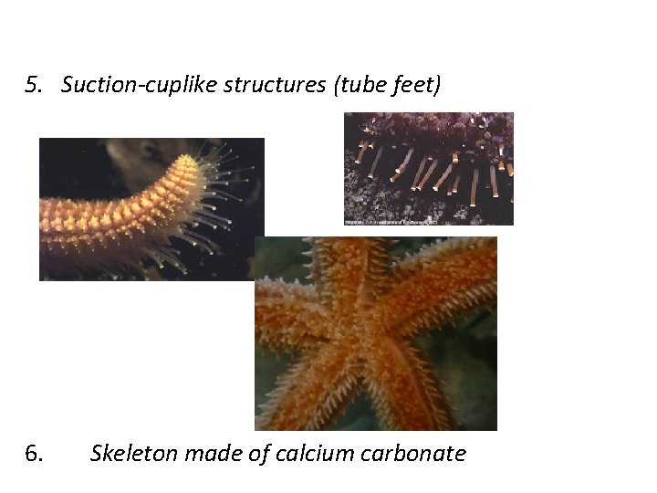 5. Suction-cuplike structures (tube feet) 6. Skeleton made of calcium carbonate 5. Suction-cuplike structures (tube feet) 6. Skeleton made of calcium carbonate