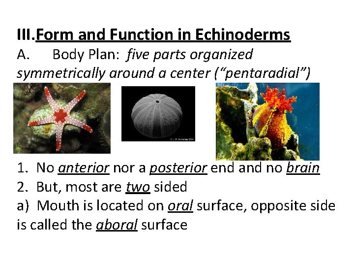 III. Form and Function in Echinoderms A. Body Plan: five parts organized symmetrically around III. Form and Function in Echinoderms A. Body Plan: five parts organized symmetrically around
